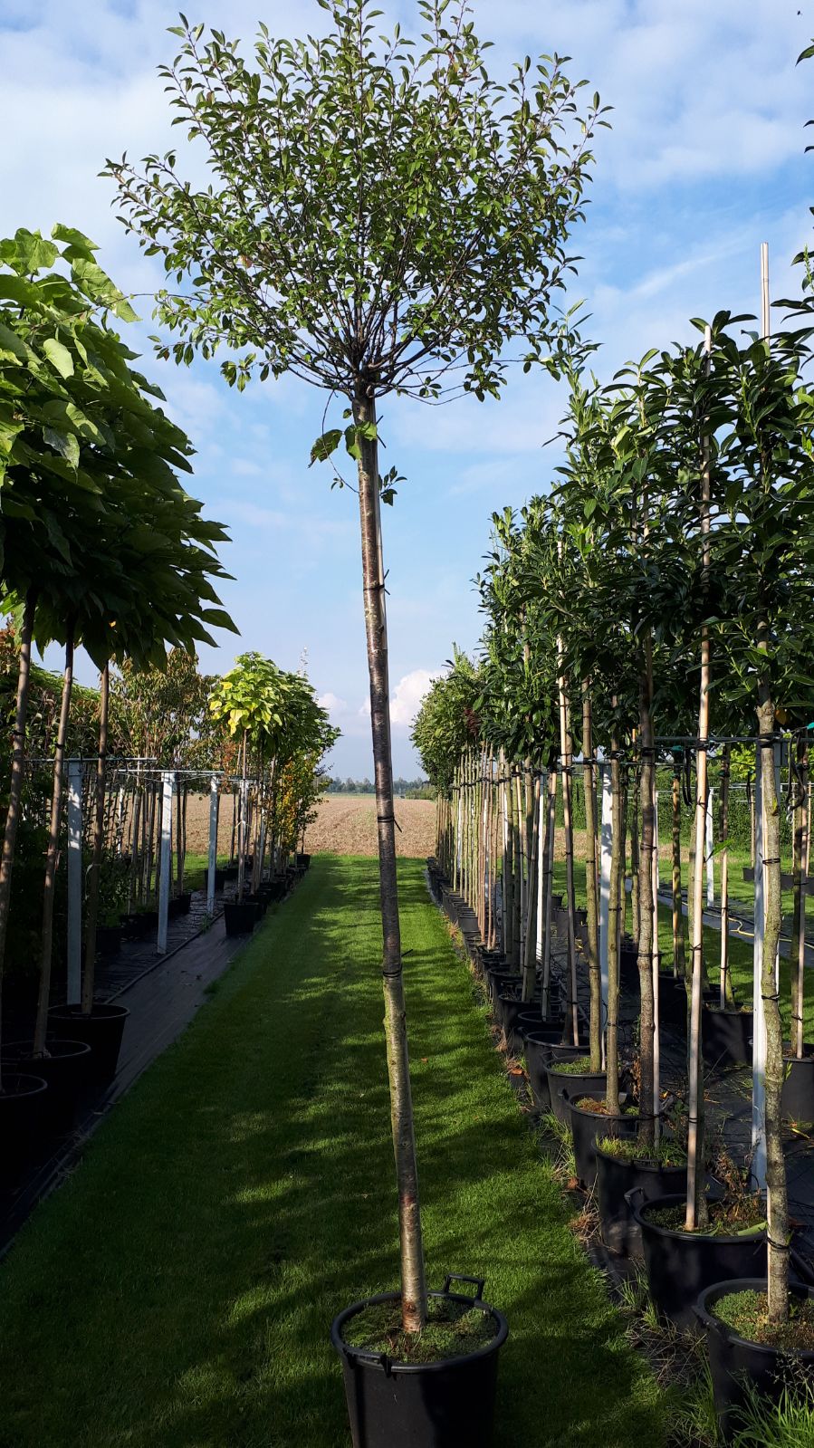 Bolsierkers - Prunus eminems Umbraculifera