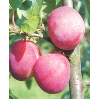 Pruim - Prunus d. Victoria