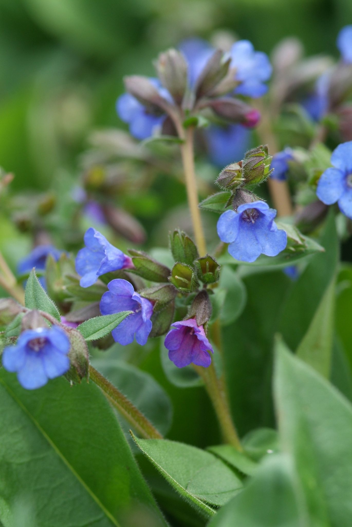 Longkruid - Pulmonaria angustifolia 'Blaues Meer'