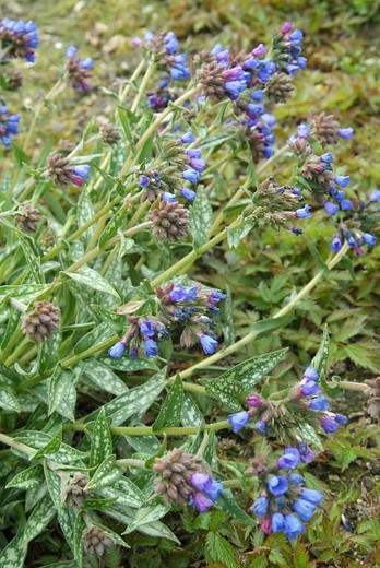 Longkruid - Pulmonaria longifolia 'E.B.Anderson'