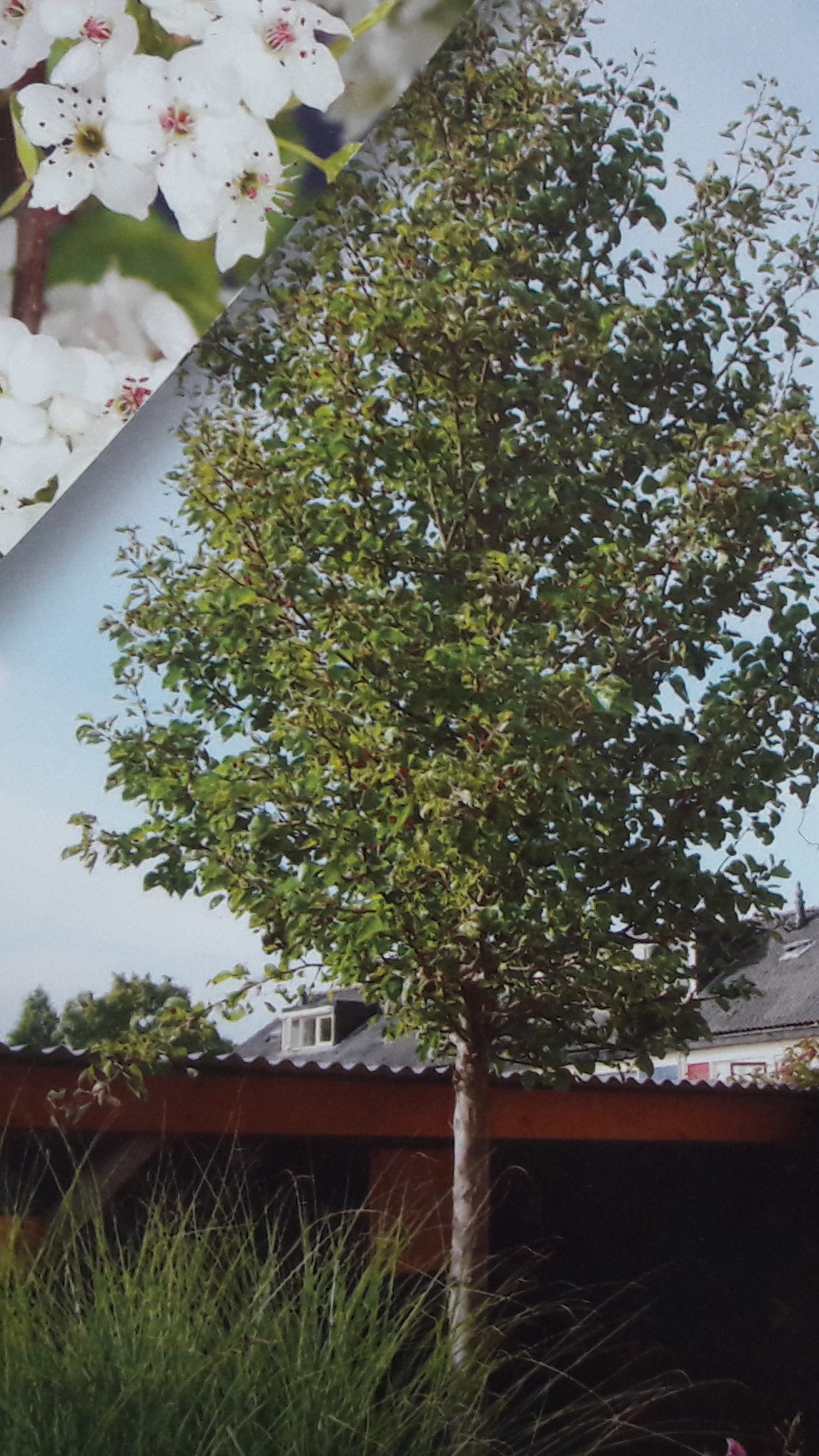 Sierpeer - Pyrus calleryana Chanticleer