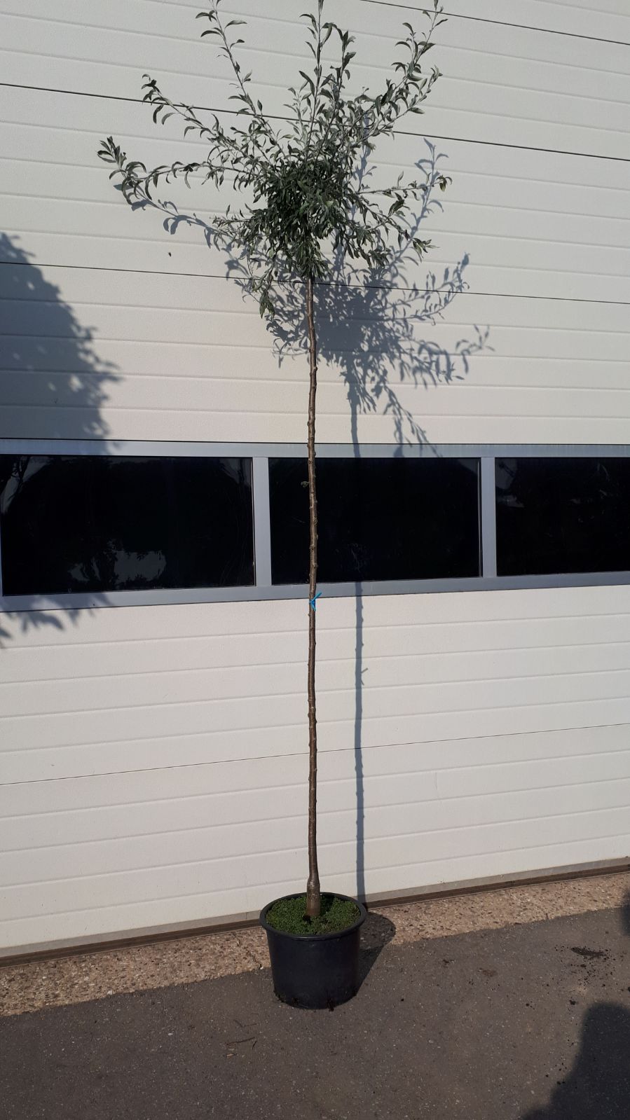 Treur sierpeer - Pyrus salicifolia pendula