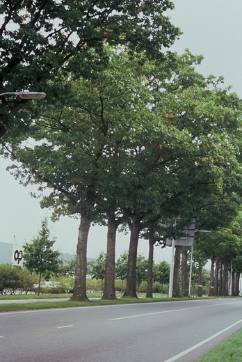 Amerikaanse eik - Quercus rubra (Boom)