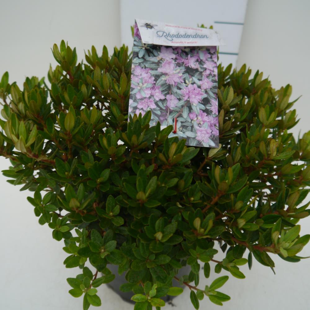 Dwergrhododendron - Rhododendron 'Arends Favorite'