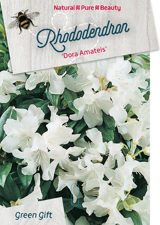 Dwergrhododendron - Rhododendron Dora Amateis
