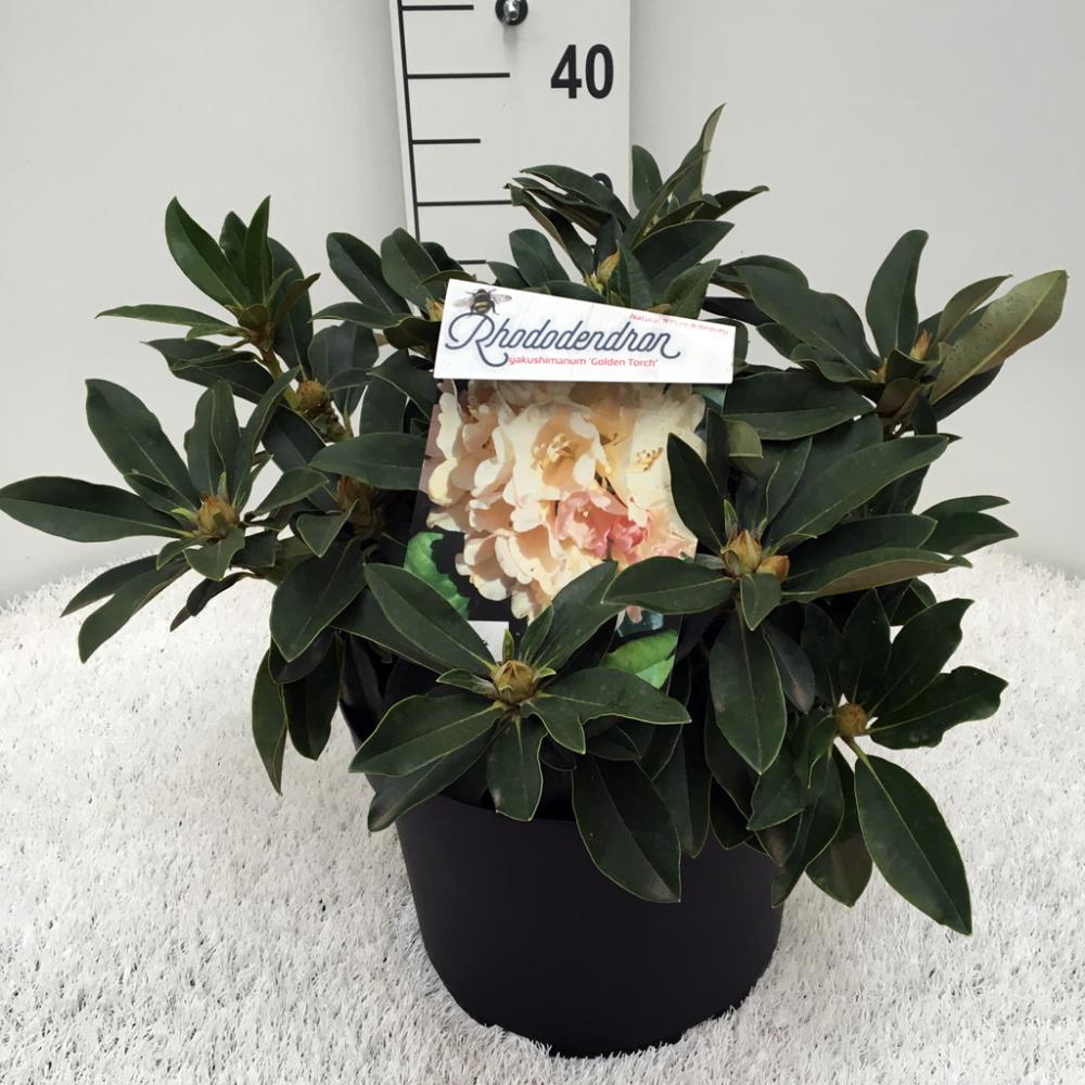 Rhododendron (y) Golden Torch