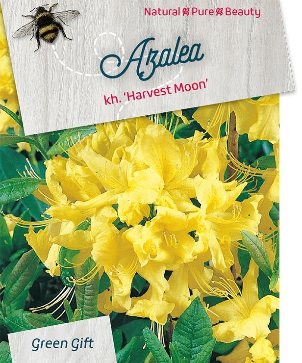Azalea - Rhododendron 'Harvest Moon'