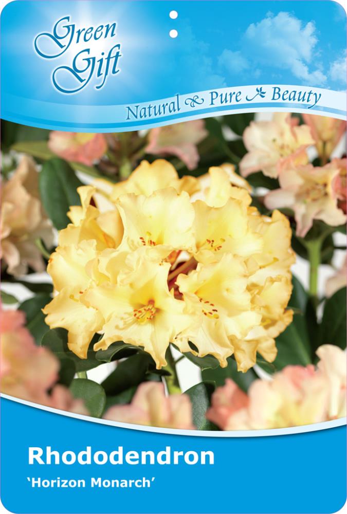 Rhododendron Horizon Monarch