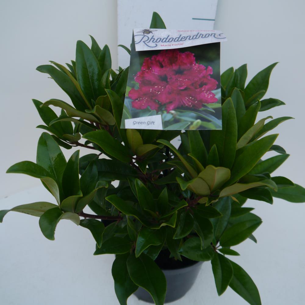 Rhododendron 'Marie Forte'