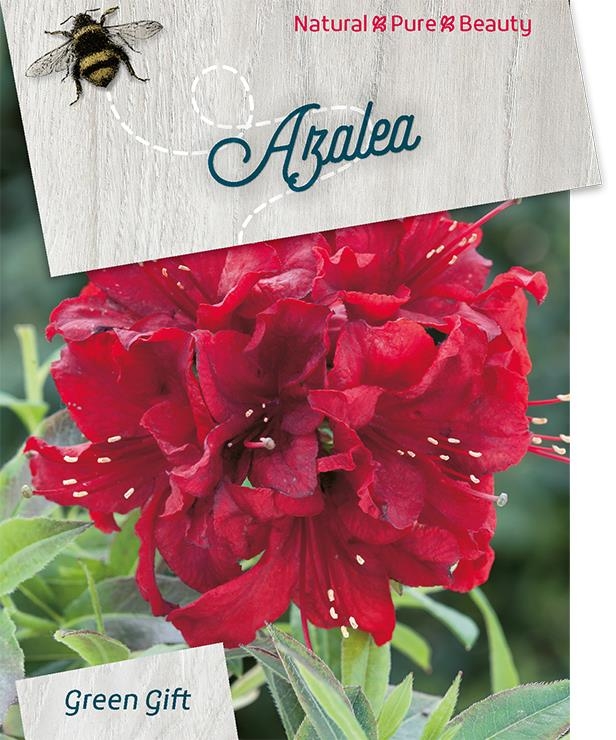 Azalea - Rhododendron 'Nabucco'