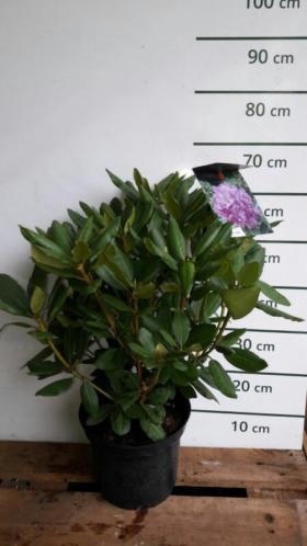 Rhododendron Roseum Elegans ( roze )