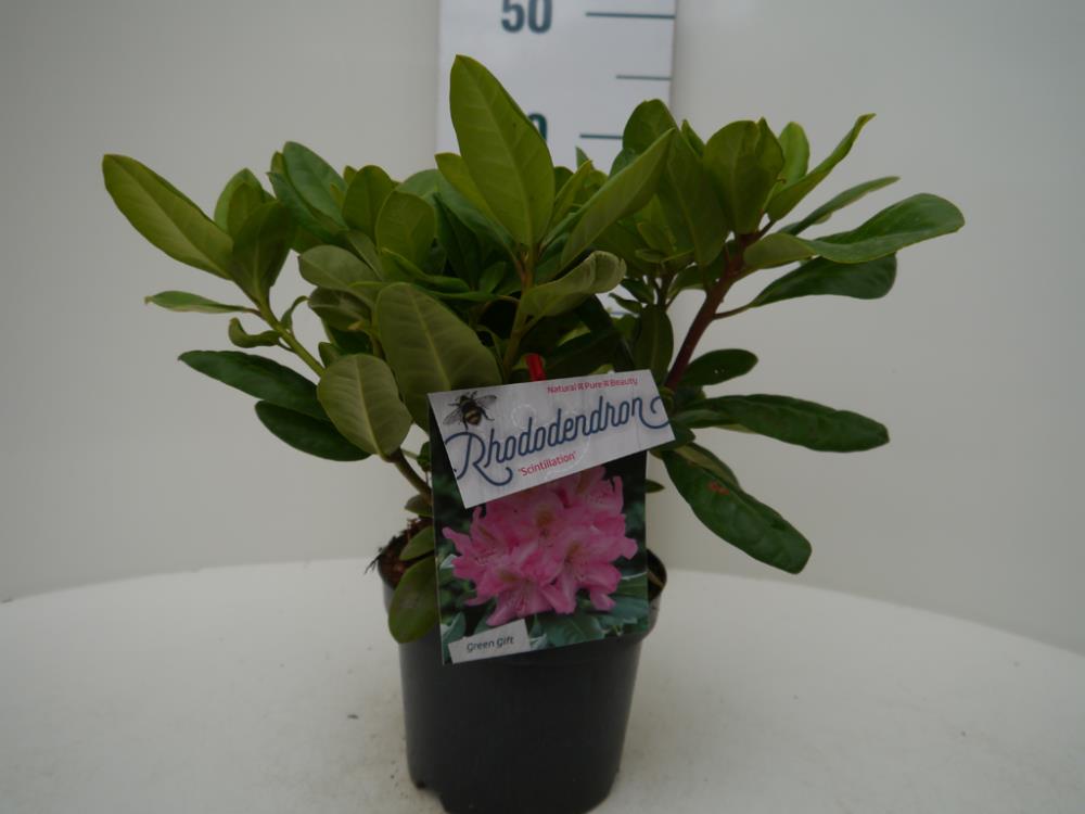 Rhododendron scintillation