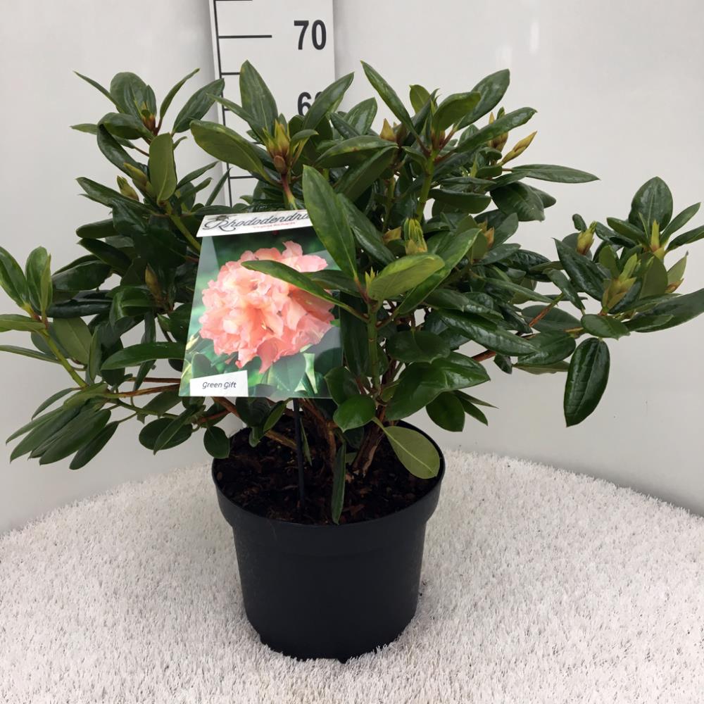 Rhododendron Virginia Richards
