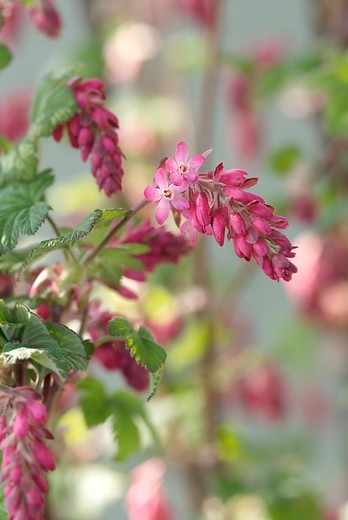 Ribes sanguineum King Edward VII