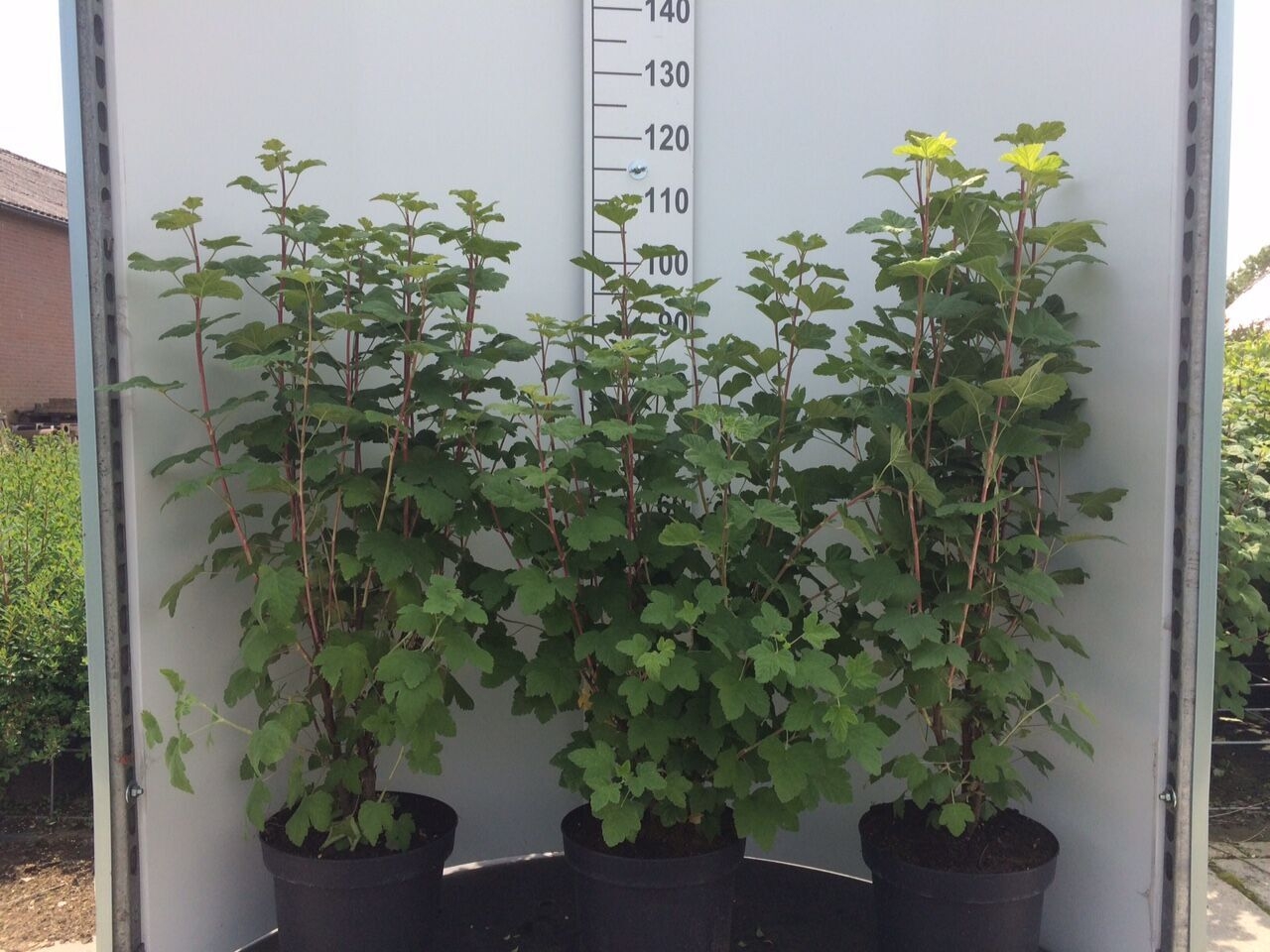 Ribes sanguineum King Edward VII