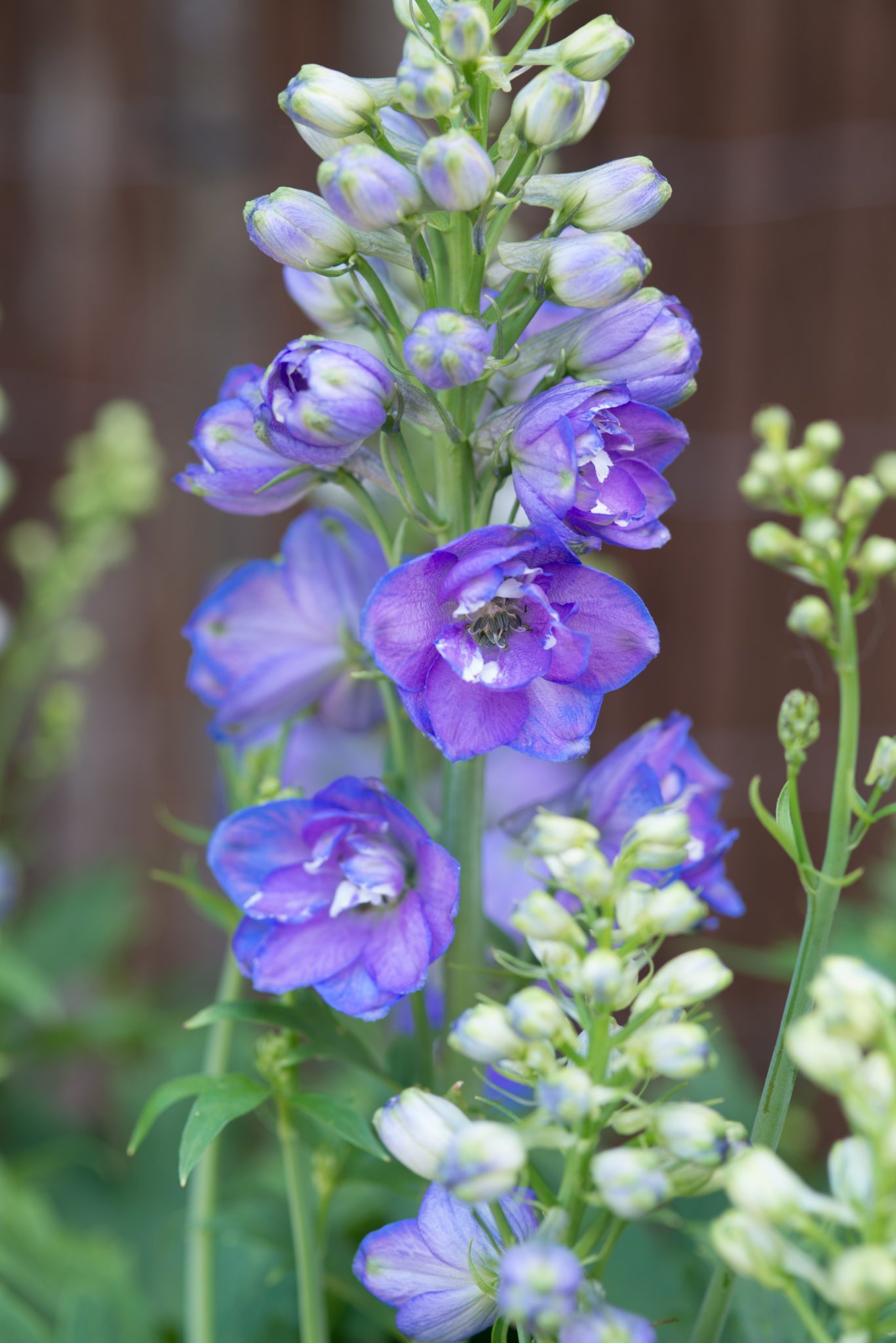 Ridderspoor - Delphinium 'Guinevere'