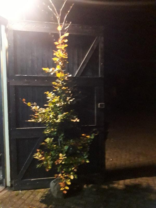 Rode Leibeuk - Fagus sylvatica atropunicea