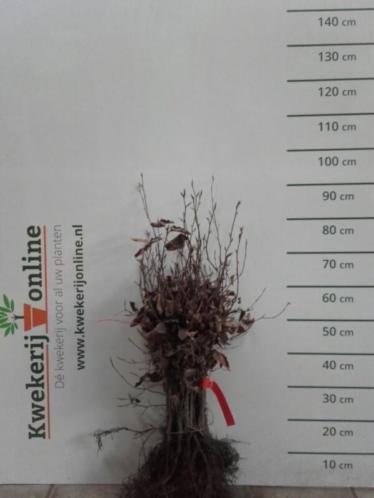 Rode beukenhaag- Fagus sylvatica atropunicea