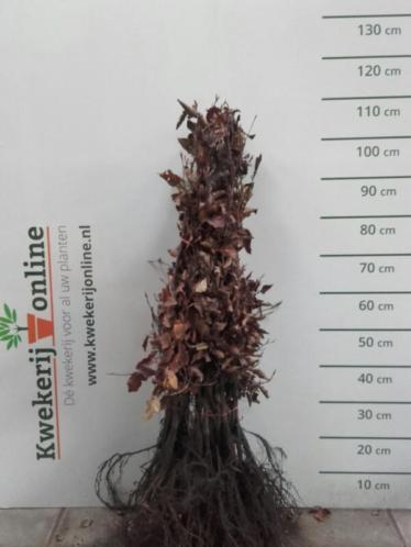 Rode beukenhaag- Fagus sylvatica atropunicea