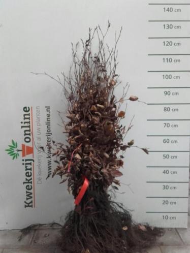 Rode beukenhaag- Fagus sylvatica atropunicea