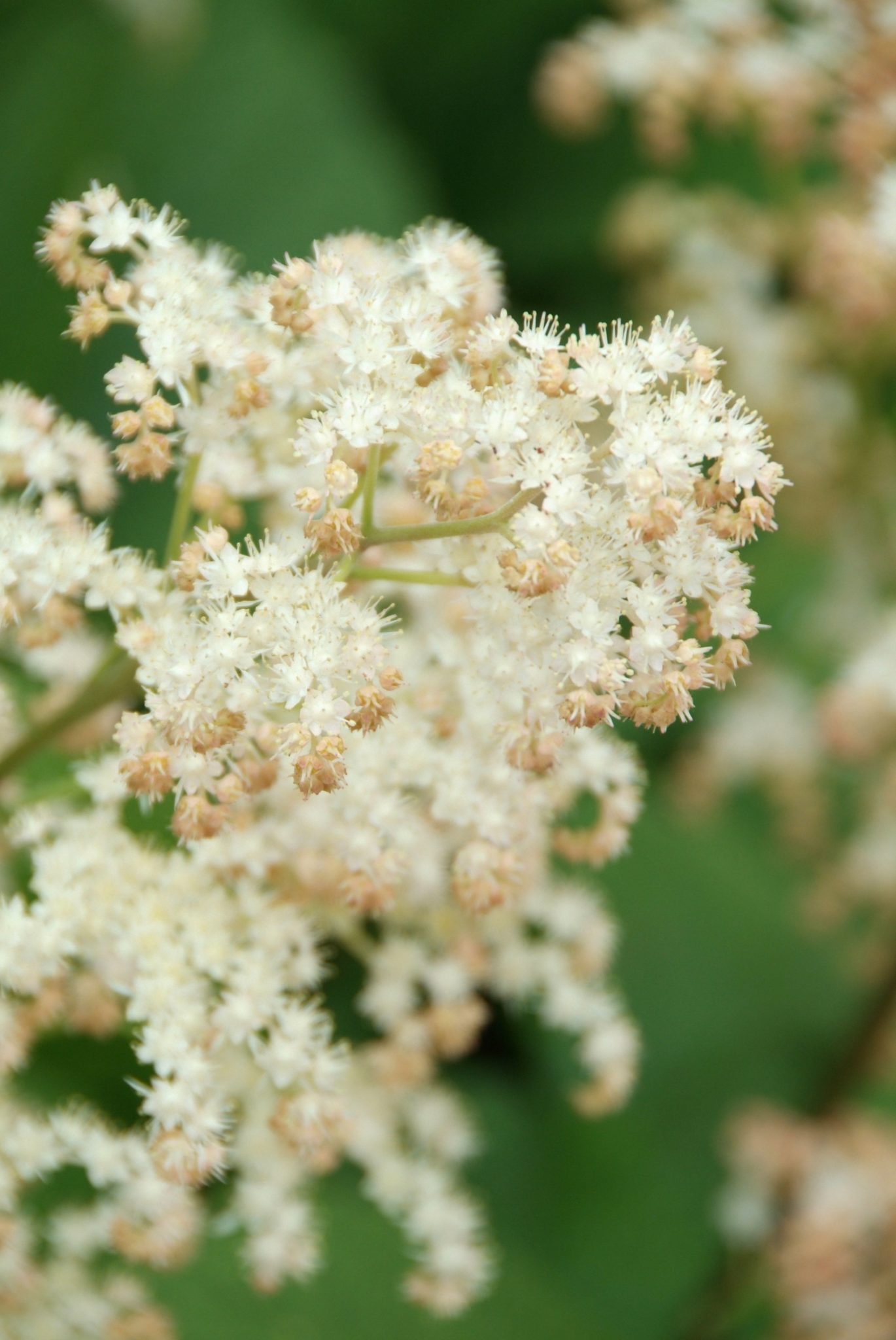 Schout bij nacht - Rodgersia pinnata