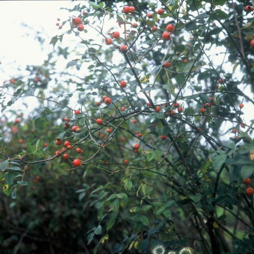 Hondsroos - Rosa canina