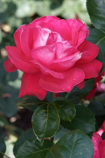 Roos - Rosa 'Dame de Coeur'
