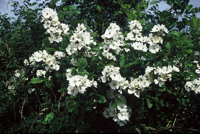 Veelbloemige roos - Rosa multiflora