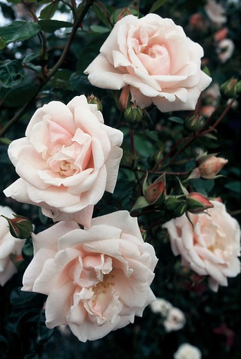 Klimroos - Rosa 'New Dawn'