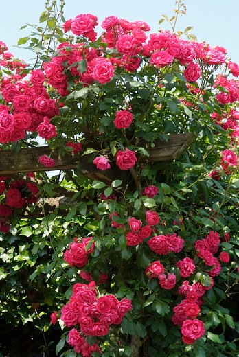 Klimroos - Rosa 'Paul Scarlet'