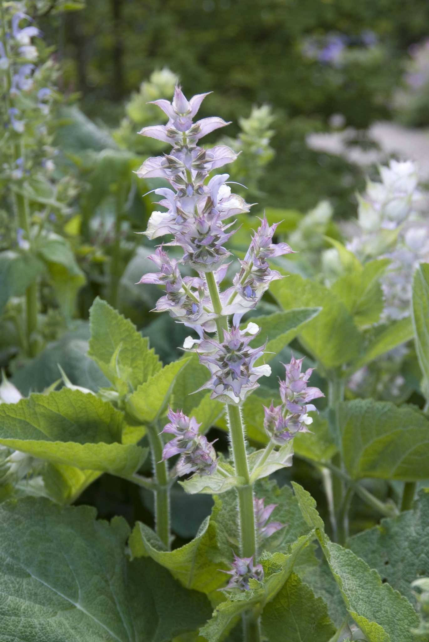 Salie - Salvia verticillata 'Purple Rain'