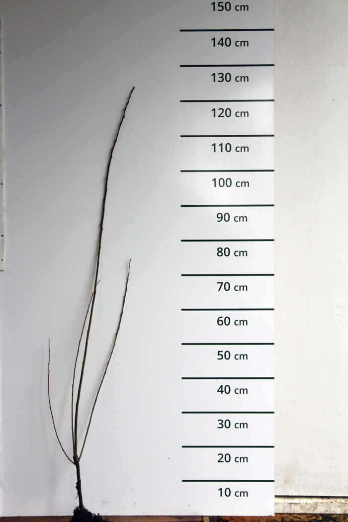 Schietwilg - Salix alba Vitellina