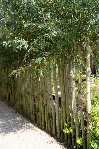 Schietwilg - Salix alba