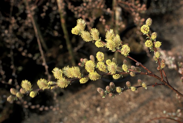 Kruipwilg - Salix repens