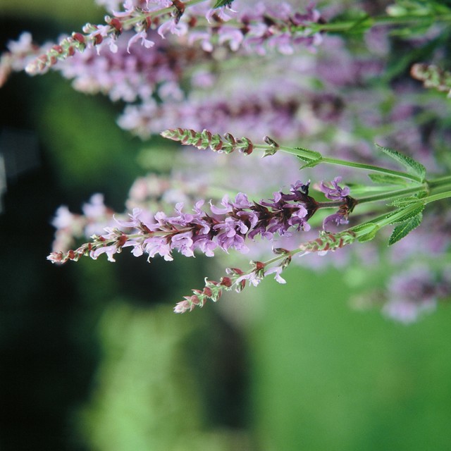 Salie - Salvia nemorosa 'Blauhügel'