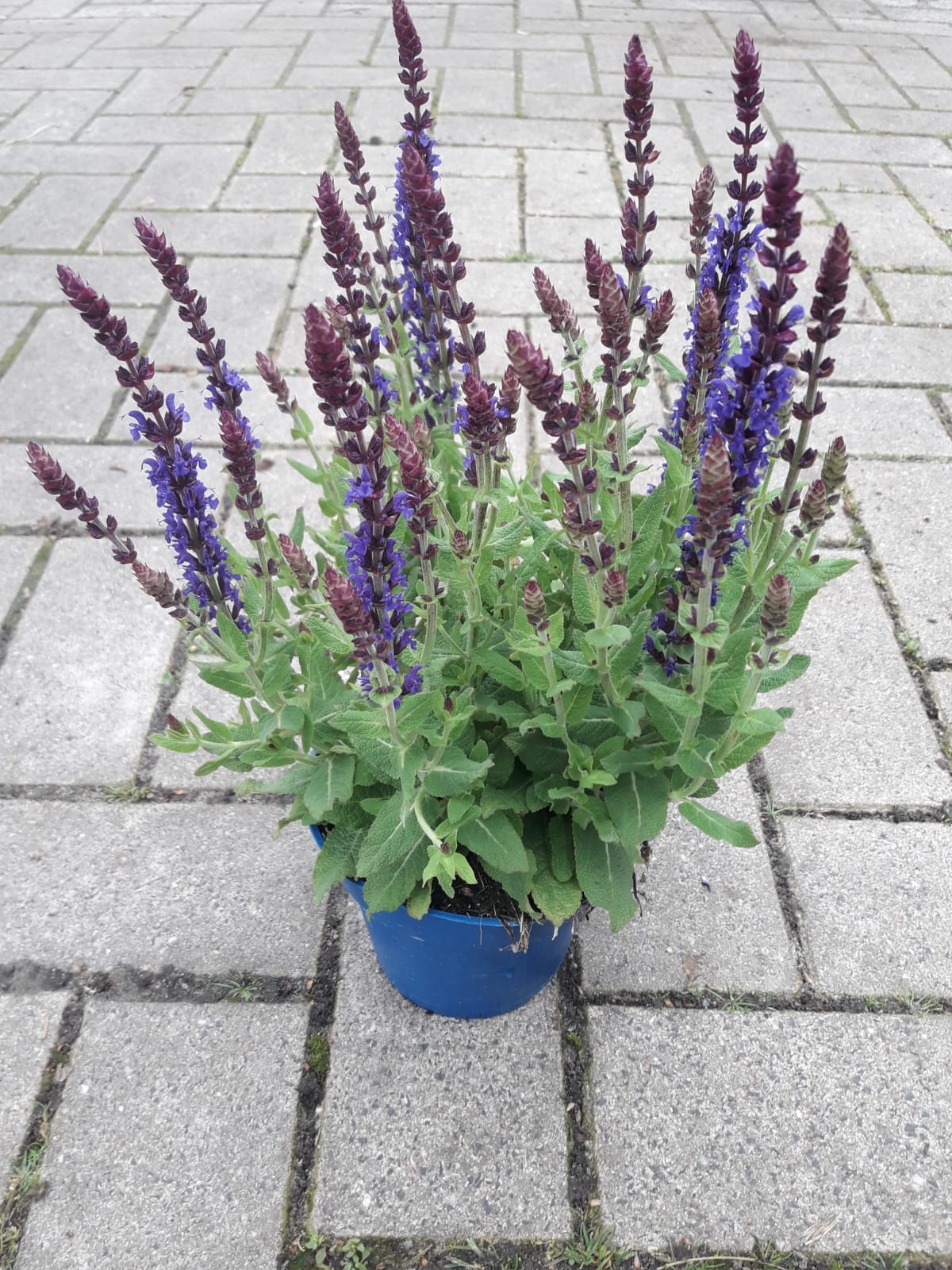 Salie - Salvia nemorosa 'Ostfriesland'