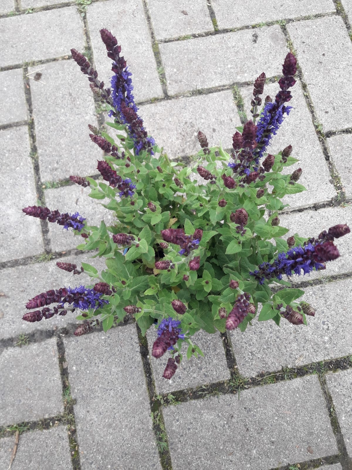 Salie - Salvia nemorosa 'Ostfriesland'