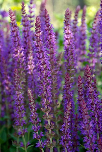 Salie - Salvia nemorosa Haeumanarc (was Marcus)
