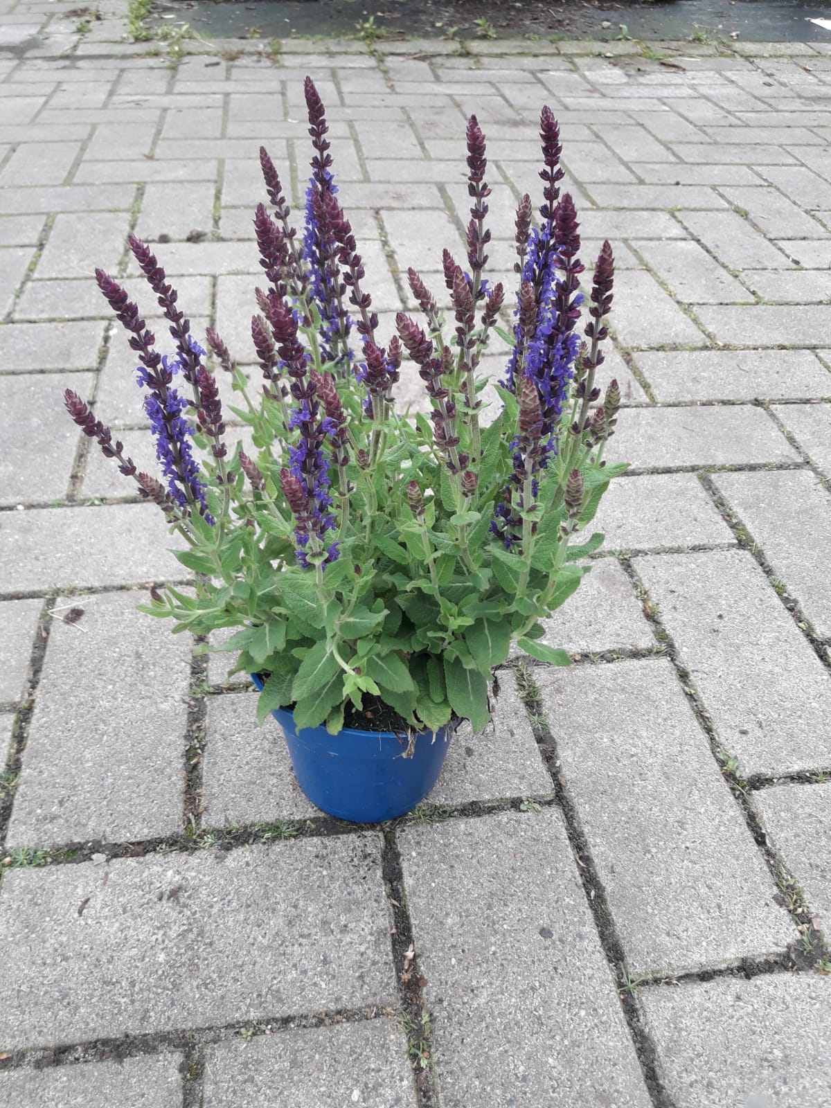 Salie - Salvia nemorosa 'Ostfriesland'