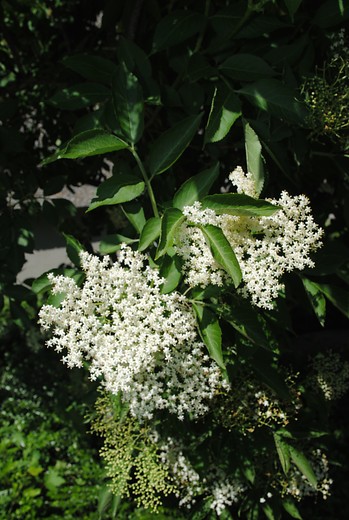 Gewone vlier - Sambucus nigra