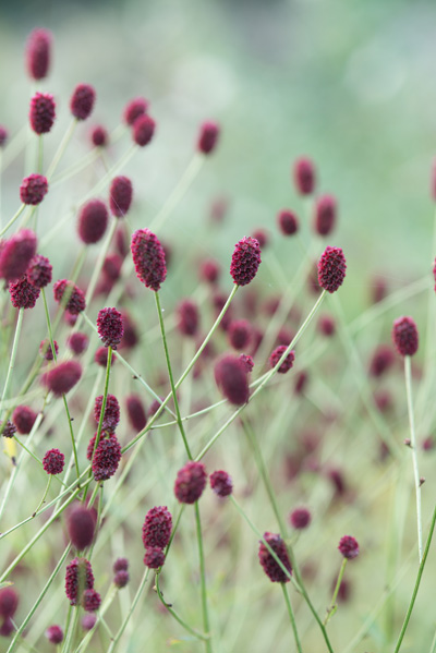 Kleine pimpernel - Sanguisorba minor