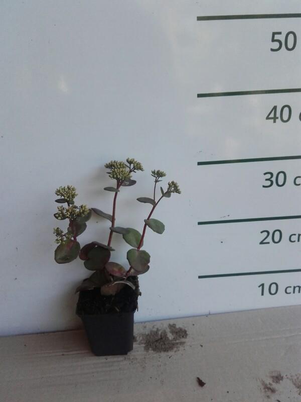 Hemelsleutel - Sedum 'Matrona'