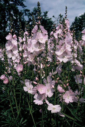 Griekse malva - Sidalcea 'Elsie Heugh'