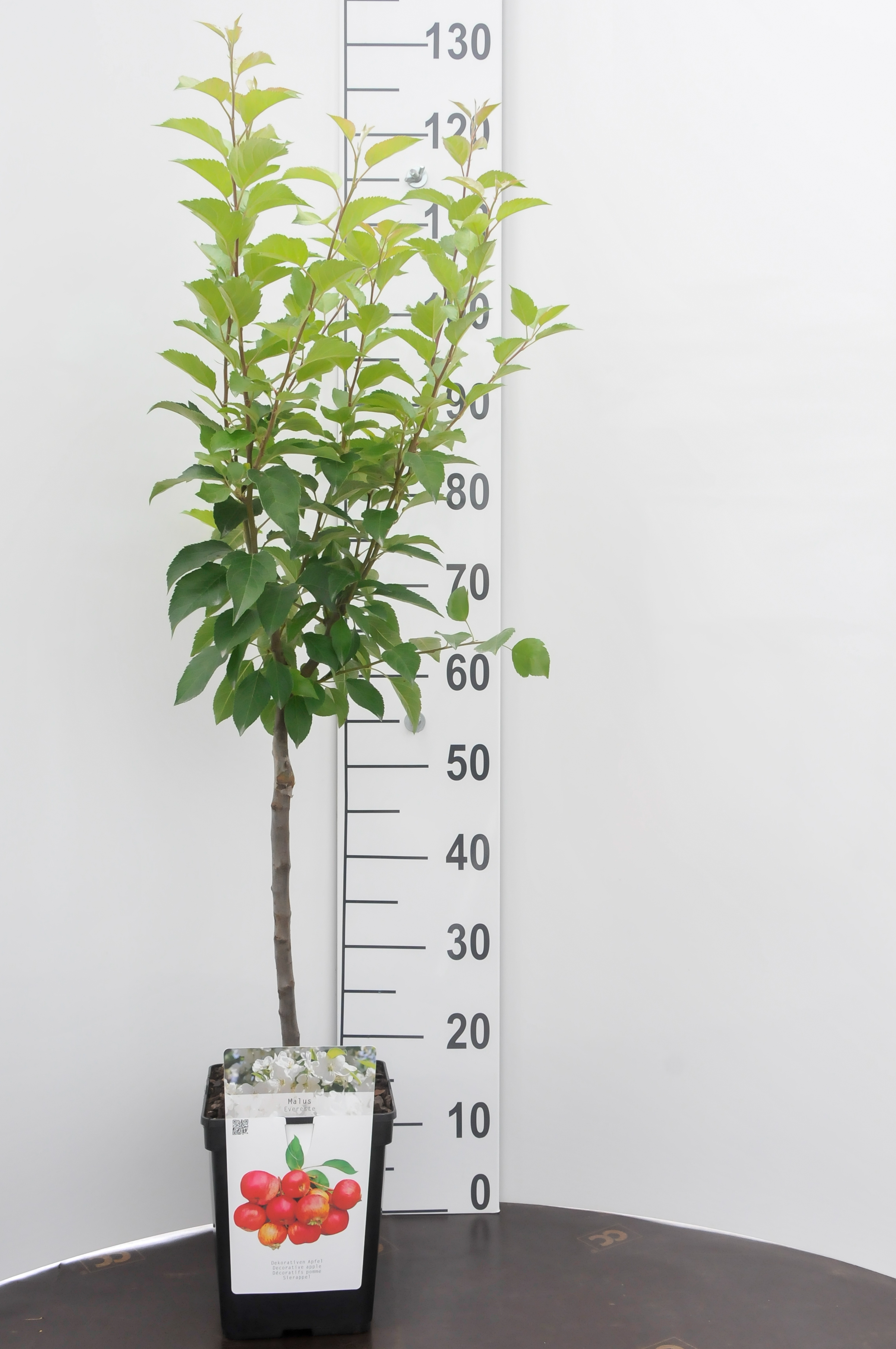 Sierappel - Malus 'Evereste' - Struik
