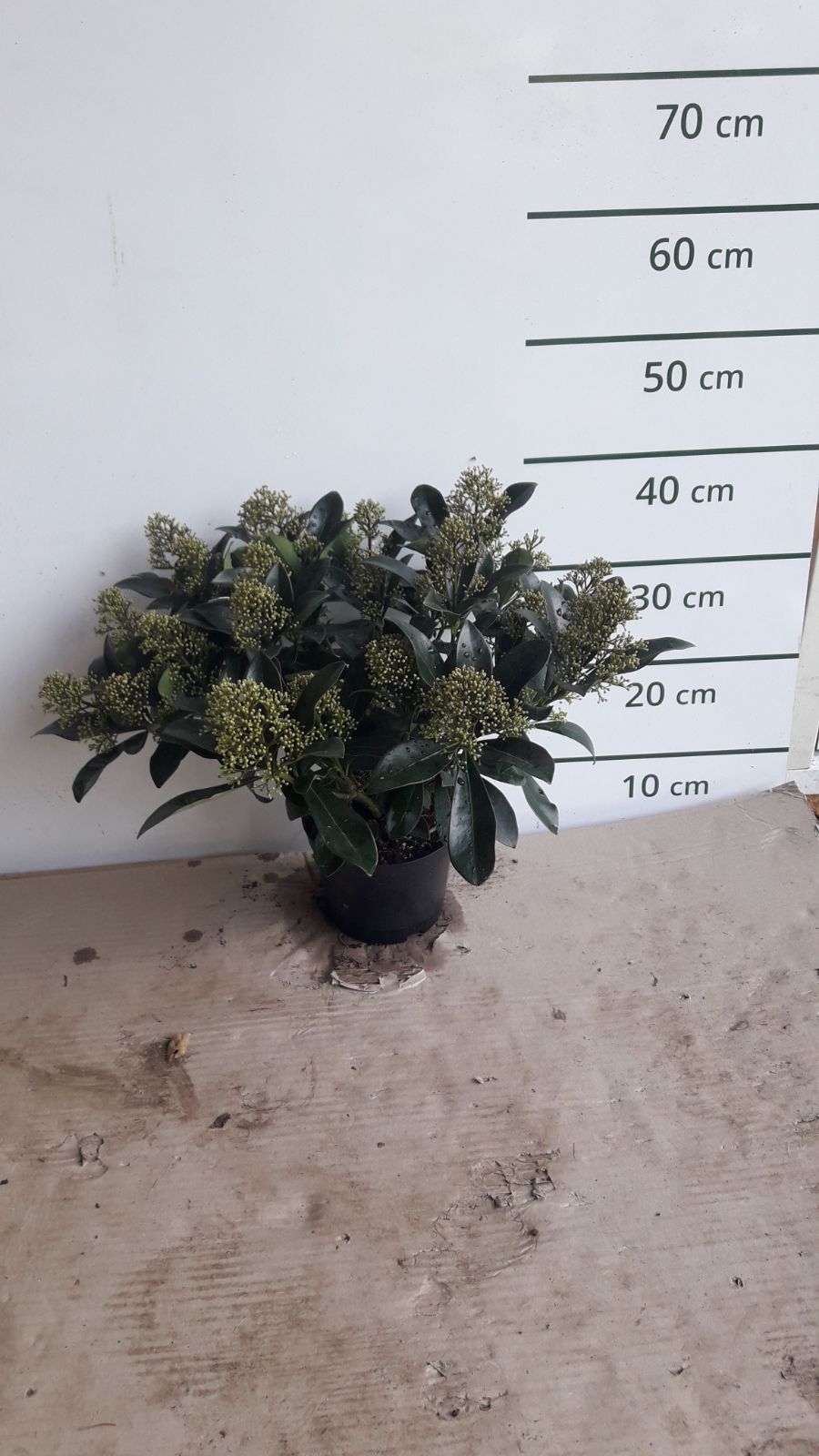 Skimmia japonica 'Fragrant Cloud'