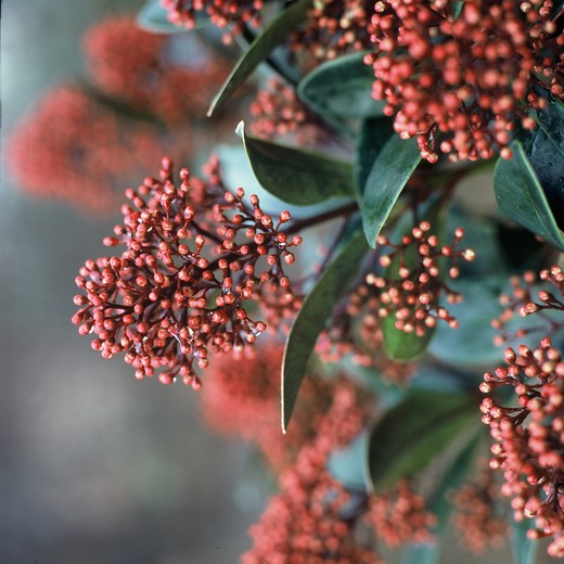 Skimmia - Skimmia japonica Rubella
