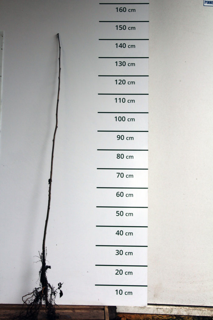 Gewone lijsterbes - Sorbus aucuparia