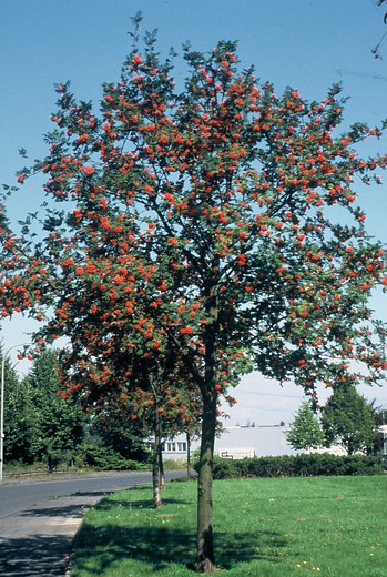 Gewone lijsterbes - Sorbus aucuparia 