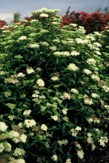 Spierstruik - Spiraea japonica Albiflora