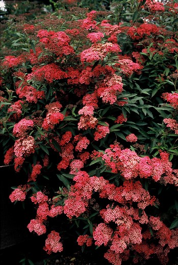 6x Spierstruik - Spiraea japonica Anthony Waterer